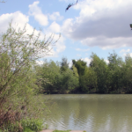 Kingfisher – Raker Lakes